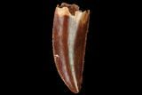 Serrated, Raptor Tooth - Real Dinosaur Tooth #171429-1